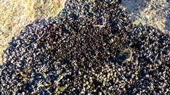 Pronolagus randensis