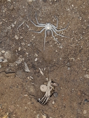 Sicarius thomisoides