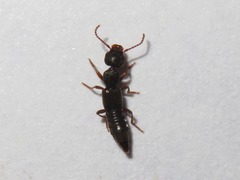 Rugilus rufipes