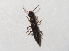 Rugilus rufipes