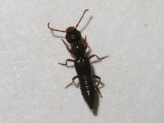 Rugilus rufipes