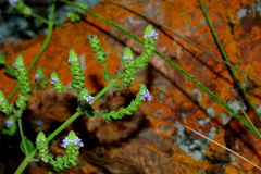 Aeollanthus buchnerianus