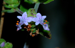 Aeollanthus buchnerianus