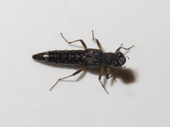 Stenus bimaculatus