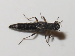 Stenus bimaculatus