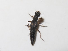 Stenus bimaculatus