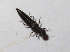 Stenus bimaculatus