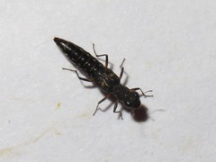 Stenus bimaculatus