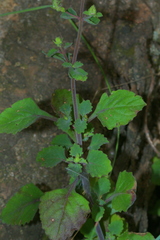 Aeollanthus buchnerianus