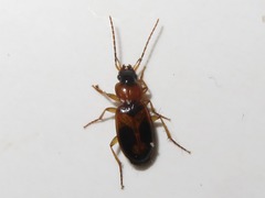 Badister lacertosus