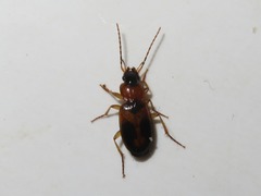 Badister lacertosus
