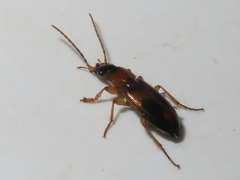 Badister lacertosus