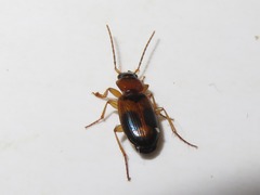 Badister lacertosus