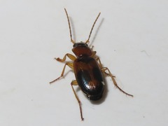 Badister lacertosus