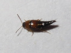Tachyporus dispar