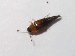 Tachyporus dispar