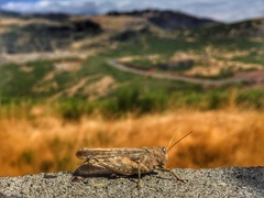 Calliptamus madeirae