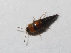 Tachyporus dispar
