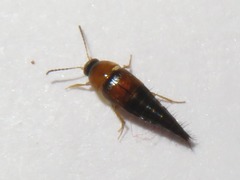Tachyporus dispar