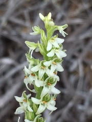 Platanthera yadonii