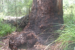 Eucalyptus jacksonii