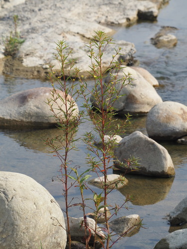 Ludwigia erecta