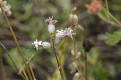 Silene graminifolia