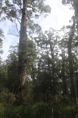 Eucalyptus jacksonii