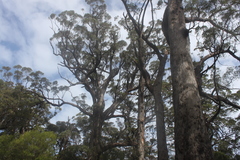 Eucalyptus jacksonii