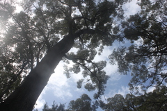 Eucalyptus jacksonii