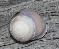 Sphaerospira blomfieldi