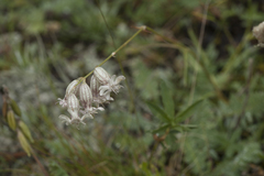 Silene graminifolia