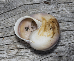 Sphaerospira blomfieldi