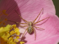 Philodromus cespitum