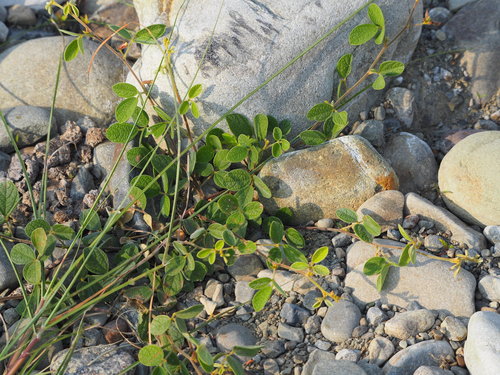 Cajanus scarabaeoides iNat (3)