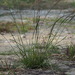 Smut Grass - Photo no rights reserved, uploaded by 葉子