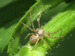 Philodromus cespitum