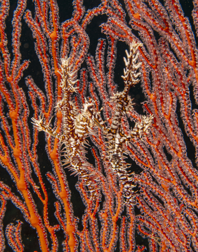 Ornate Ghostpipefish