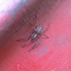 Notiodrassus distinctus