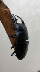 Serrognathus titanus