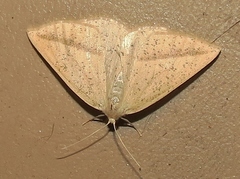Lychnosea intermicata