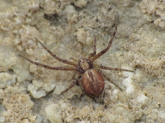 Philodromus cespitum