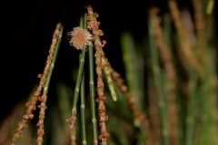 Allocasuarina torulosa
