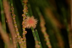 Allocasuarina torulosa