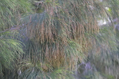 Allocasuarina torulosa