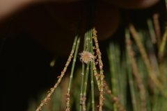 Allocasuarina torulosa
