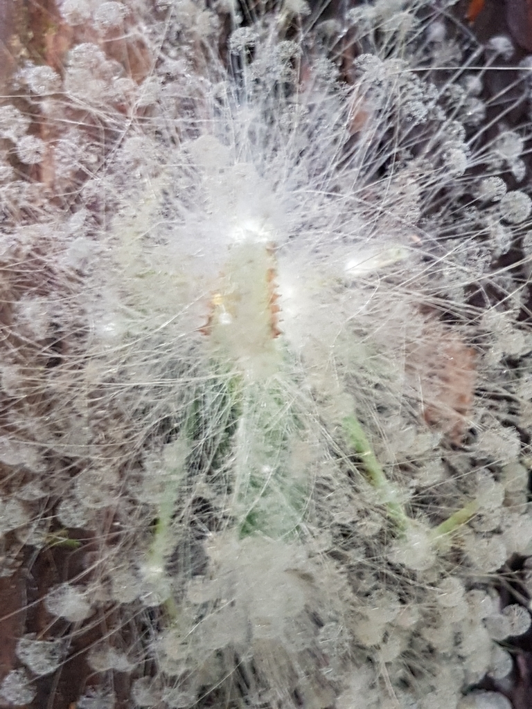 Tallebudgeroptera