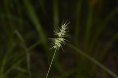 Echinopogon caespitosus