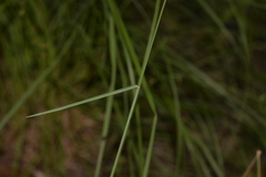 Echinopogon caespitosus