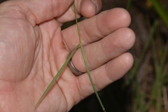 Echinopogon caespitosus